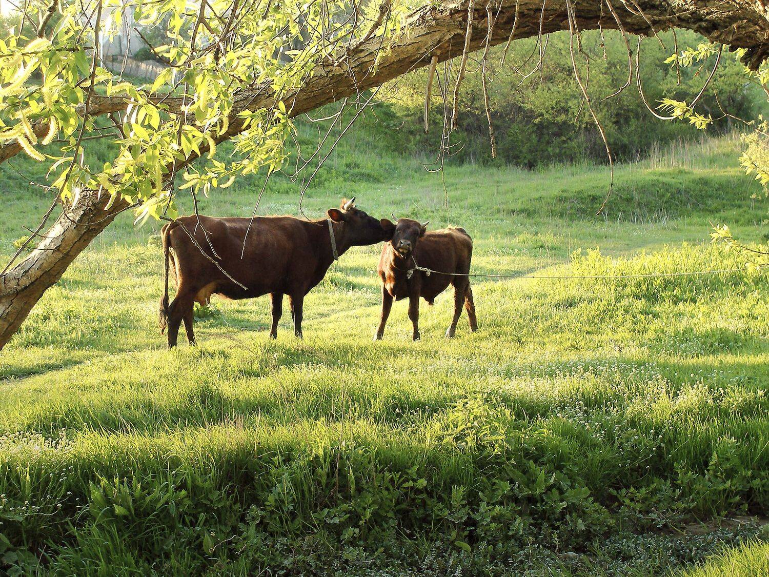 Фотография #13437291