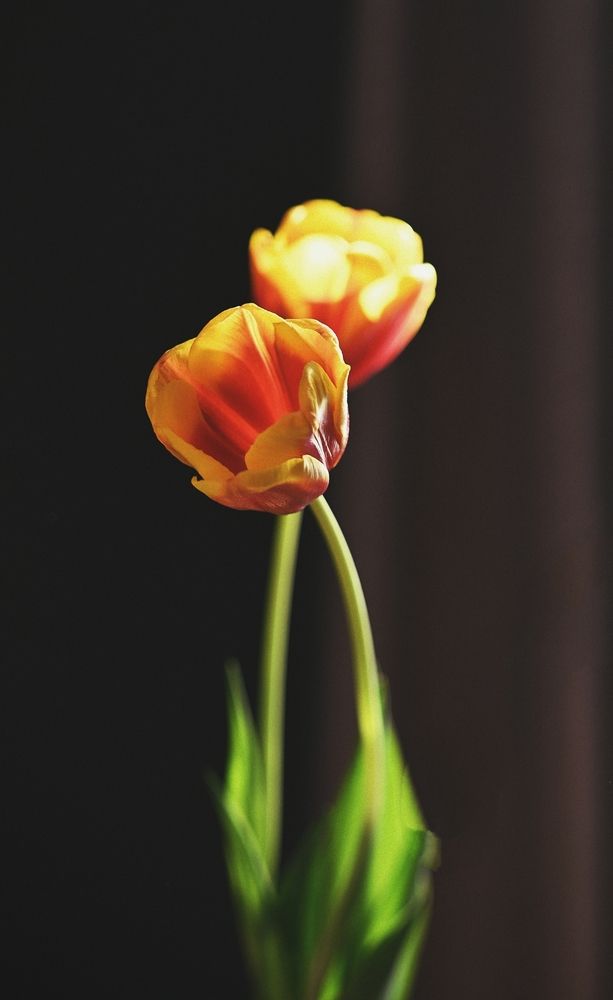 Photograph by Елена Пихурова