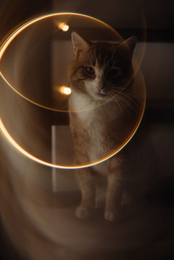 Рыжий комочек счастья