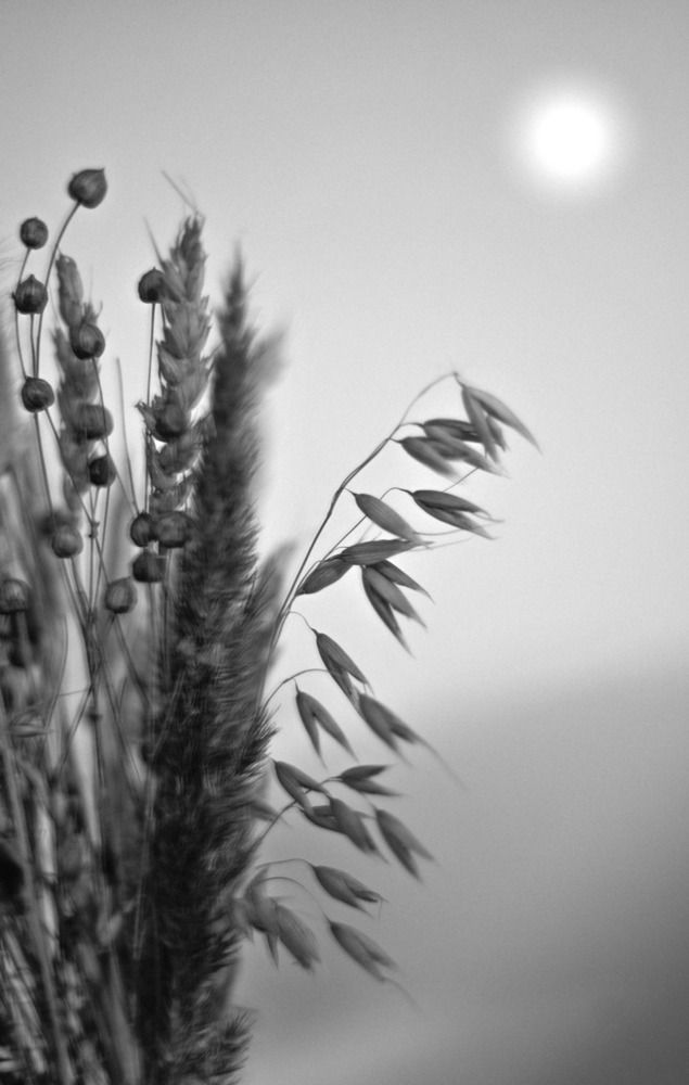 Photograph by Дмитрий Пронин