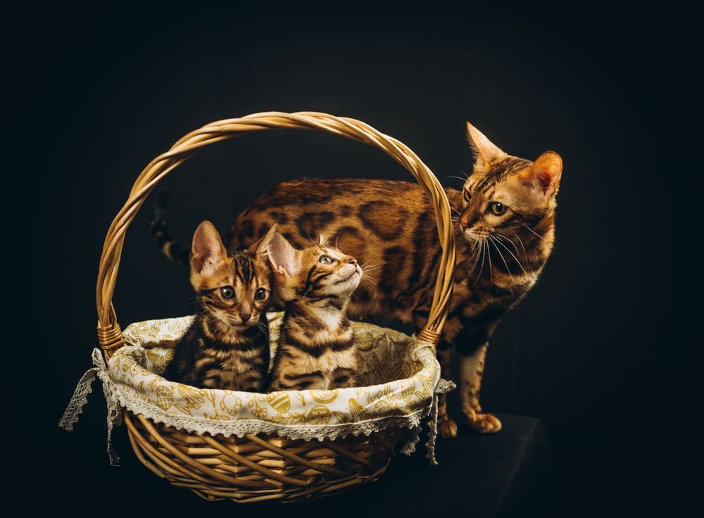 Photograph by Олеся Владимирова