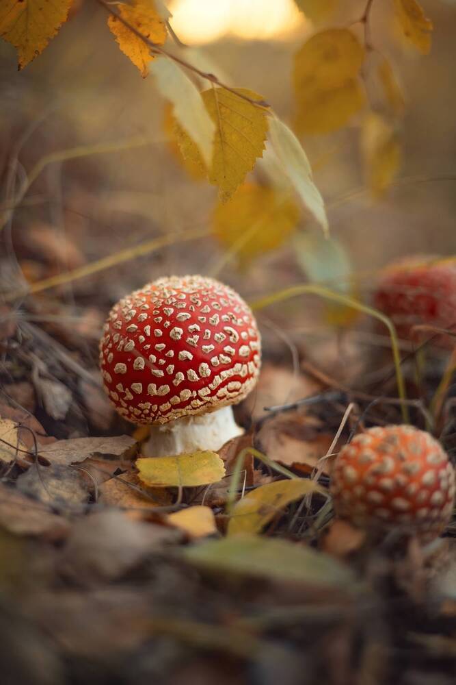 Photograph by Елена Косинова