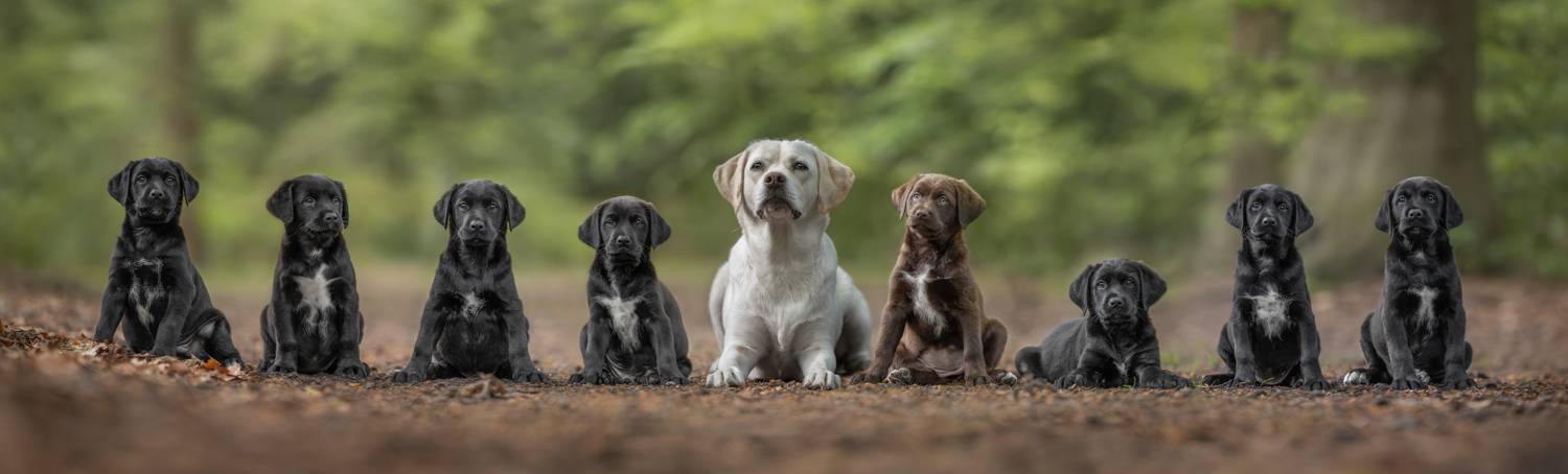 puppy\'s in the woods
