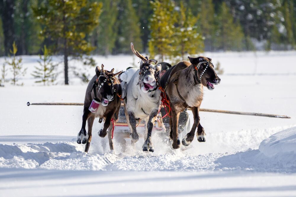 Photo #13438075