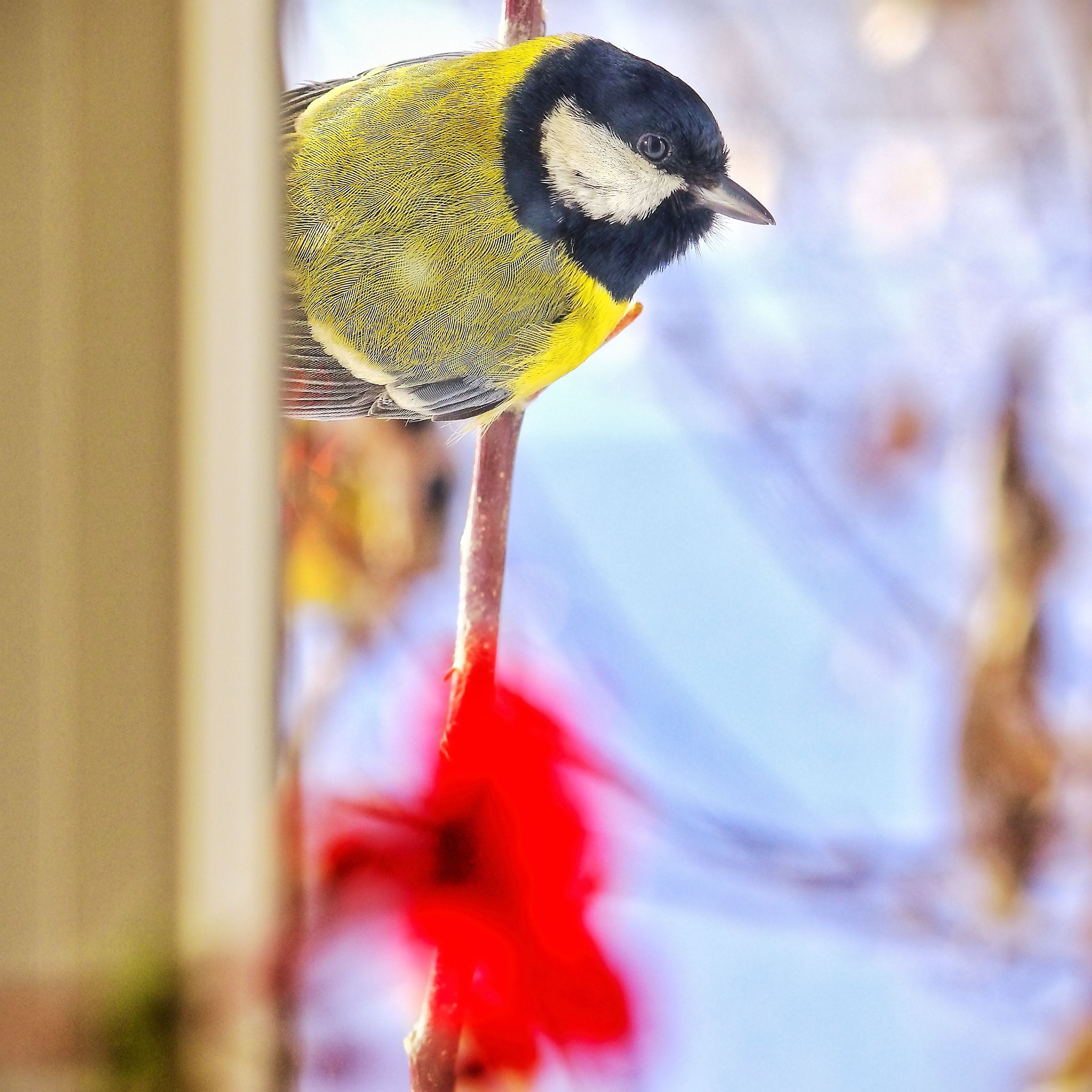 Photograph by Михаил Пермяков