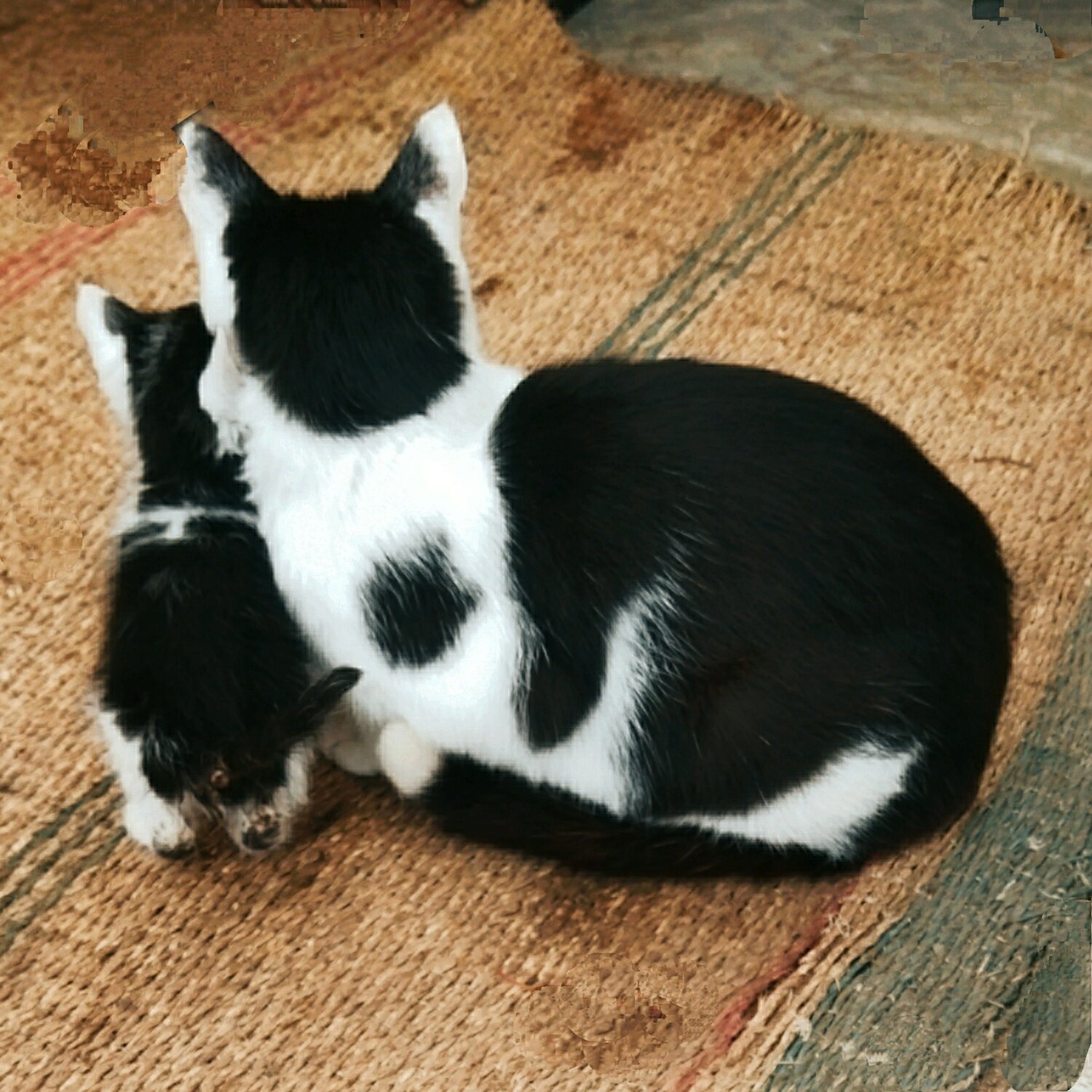Photo #13438143