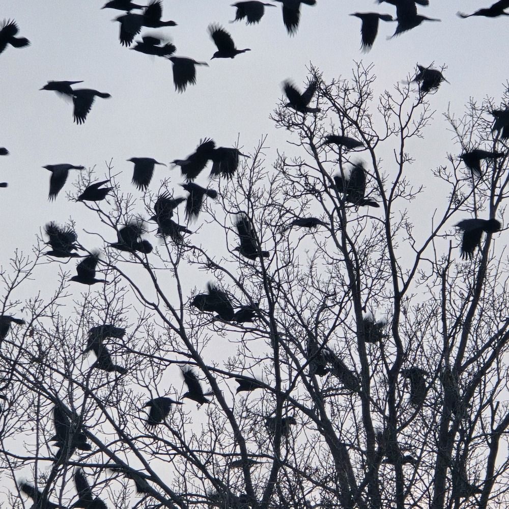 Фотография #13438234