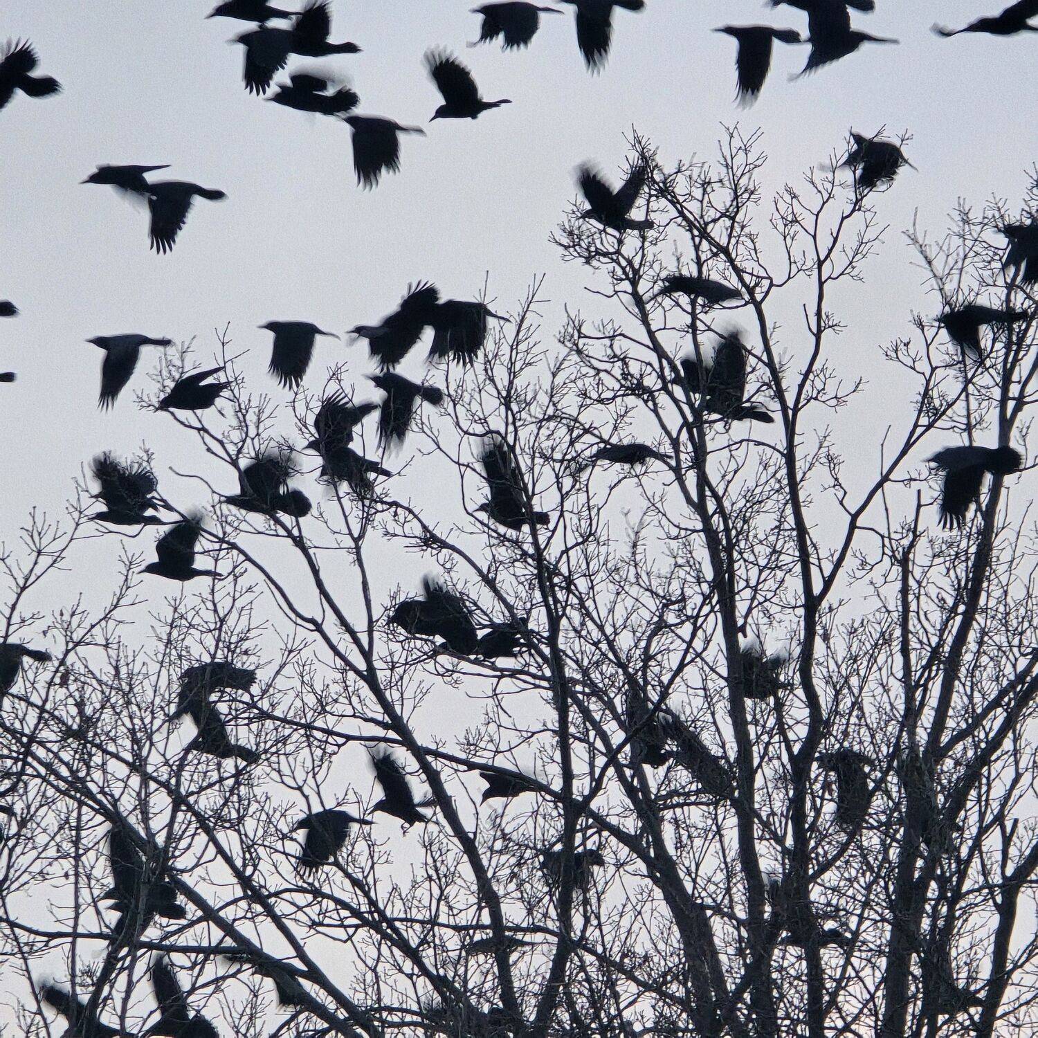 Фотография #13438234