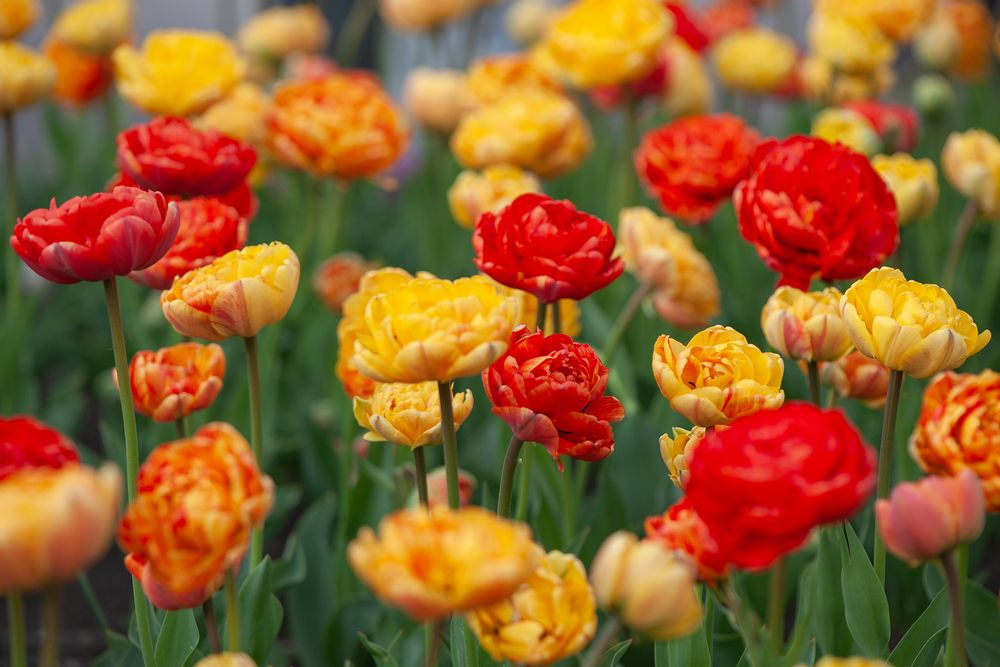 Photograph by Романова Екатерина