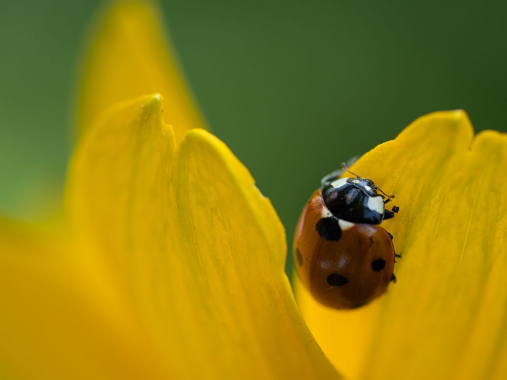 Фотография автора Маргарита Ивкова