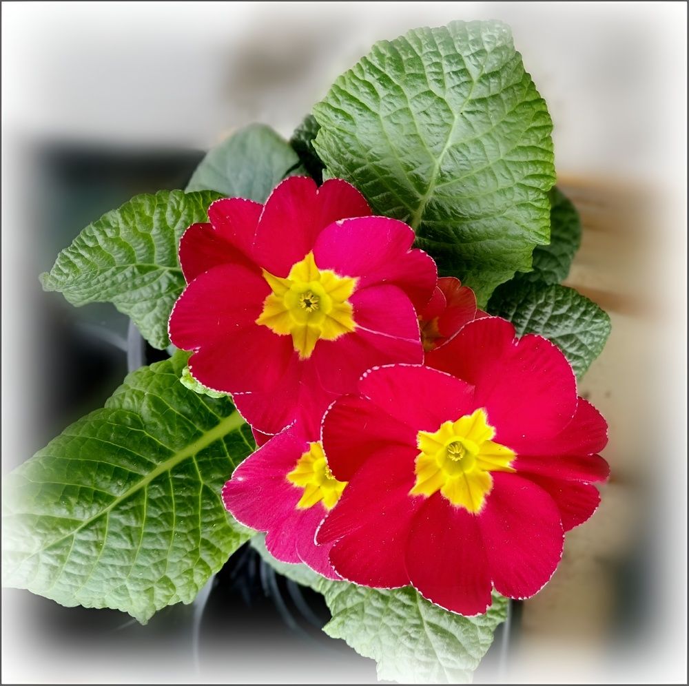 Photograph by Елена Сухорученкова