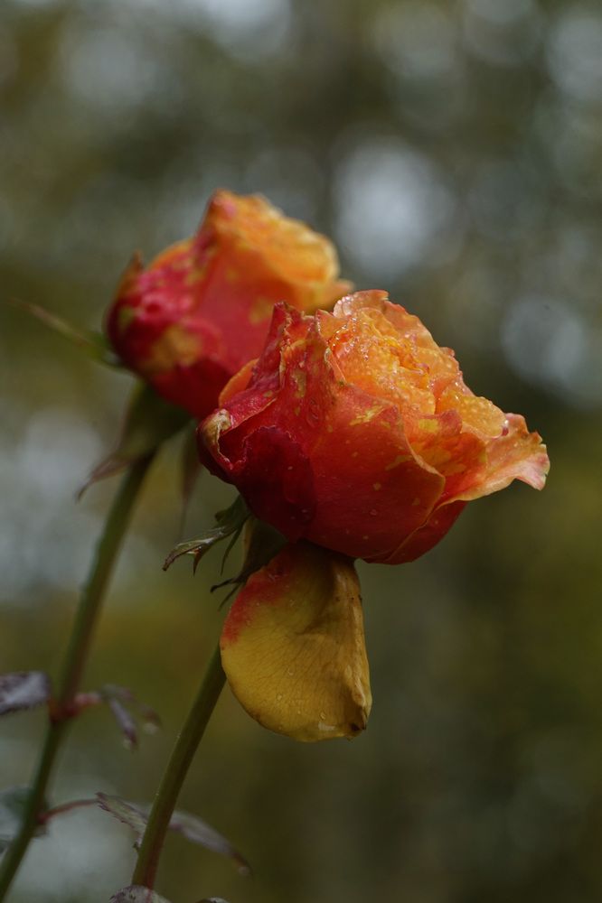 Photograph by Лена Максимкина