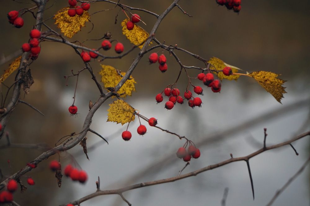 Photograph by Лена Максимкина