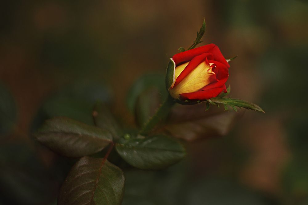 Photograph by Забудская Наталья