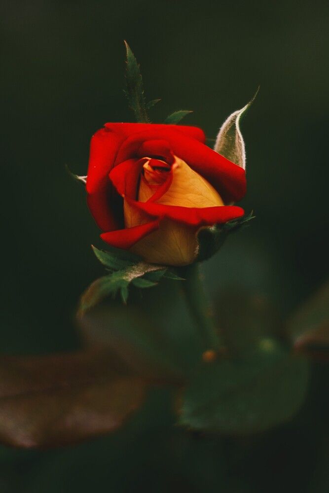 Photograph by Забудская Наталья