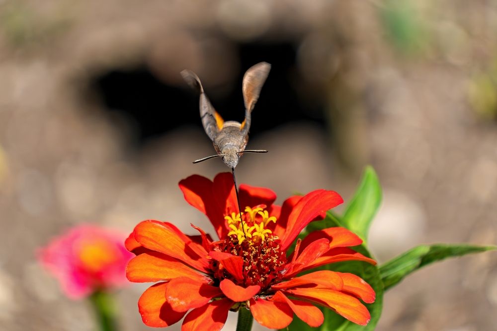 Photograph by Михаил Косолапов
