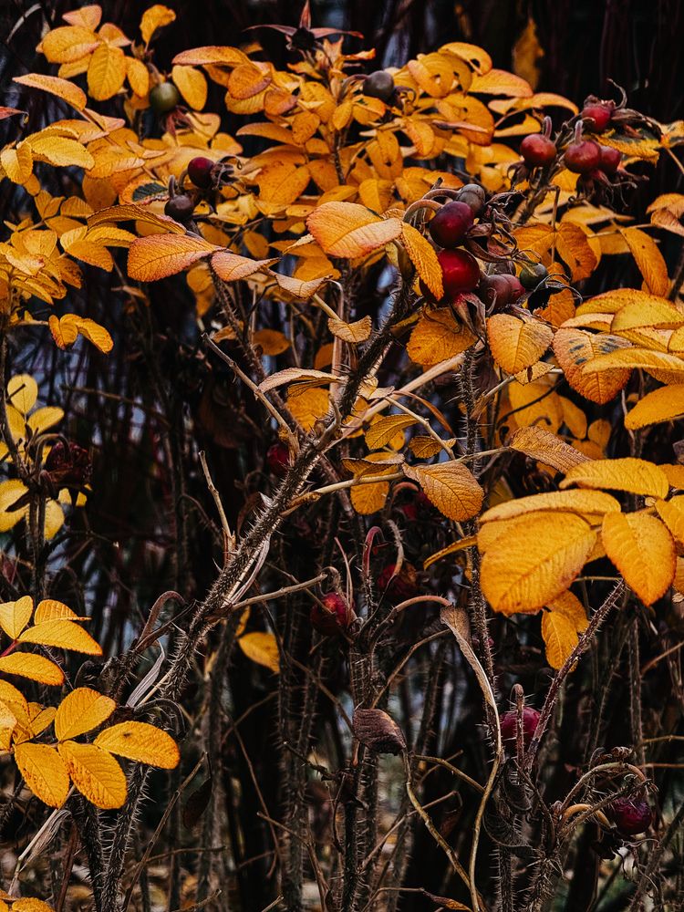 Photograph by Алёна Мозжухина