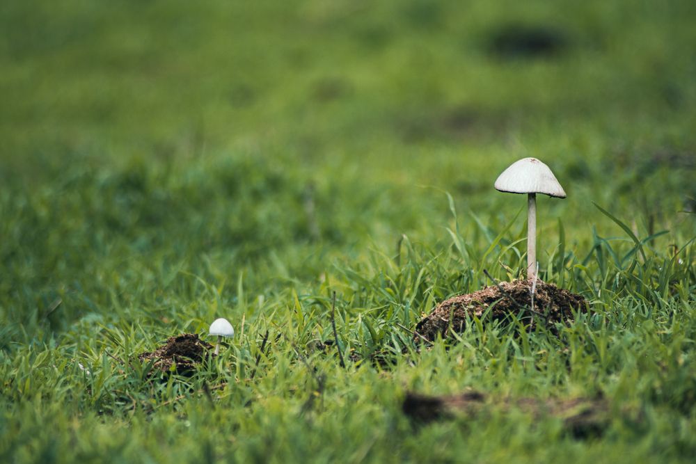 Photograph by Felipe Millan