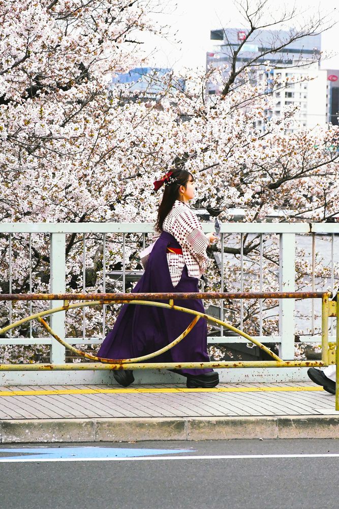 The Path of Blossoms