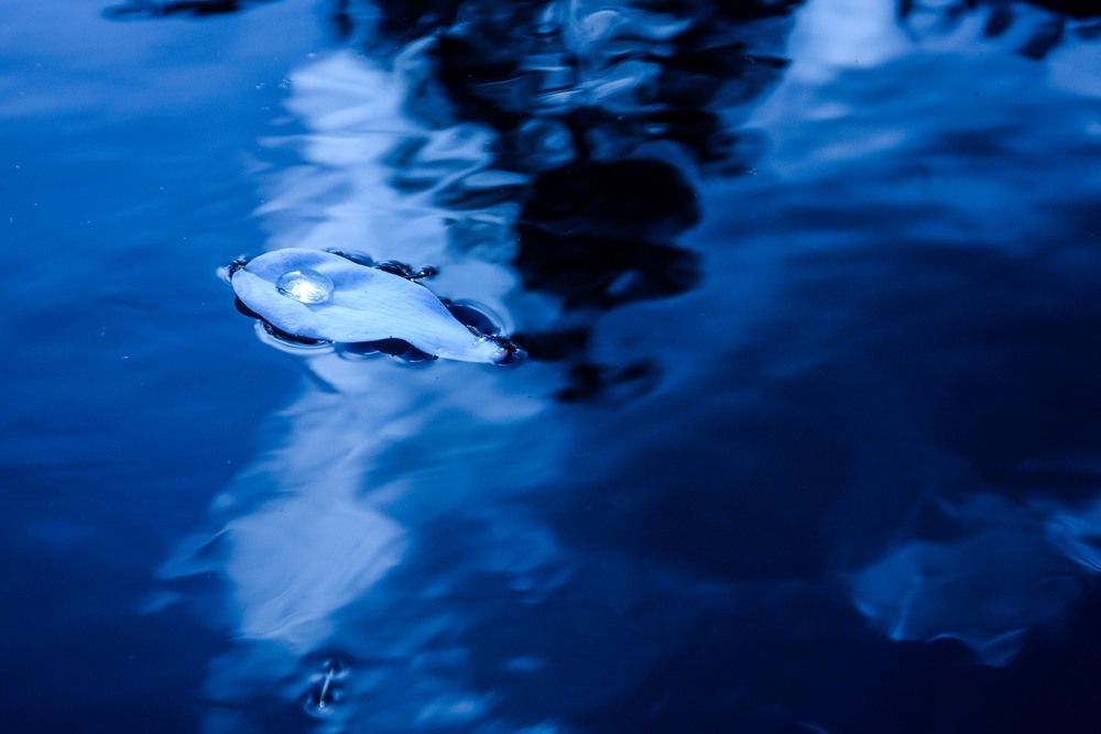 Photograph by Gwenael DEVALIERE