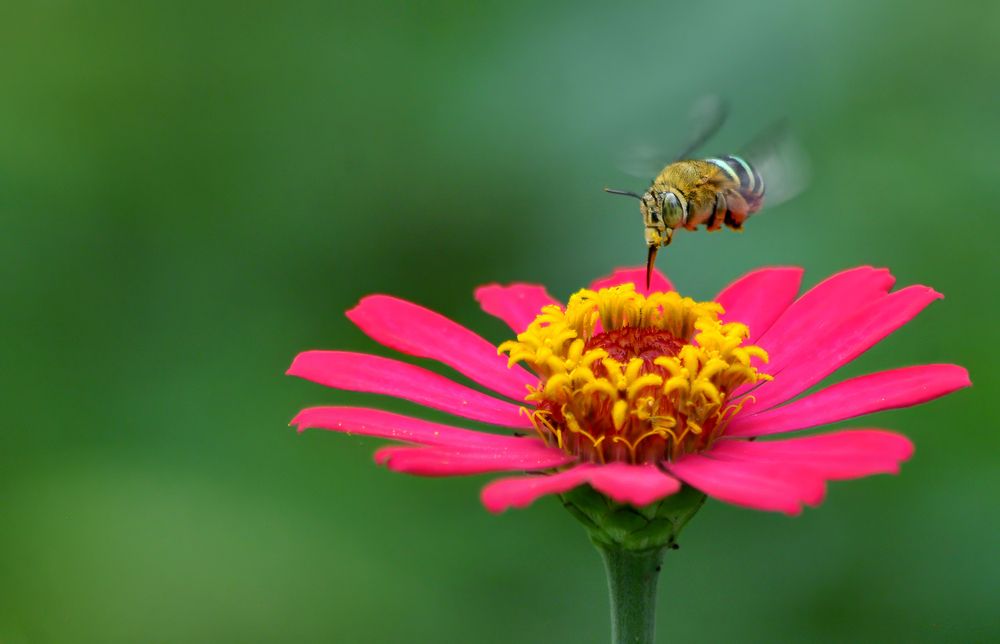 Photograph by Joko Prayitno