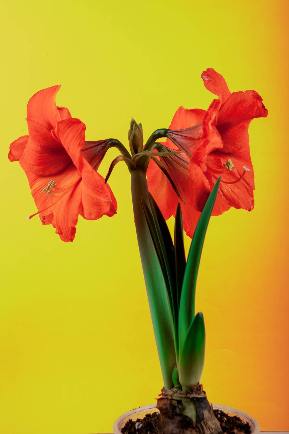 Amaryllis hippeastrum. Dutch Bulbous flowers. Red. Lily. Rose. Genus of plants of the Amaryllidaceae family. Amaryllis paradise; perennial bulbous plants. For holiday cards. Amaryllis hippeastrum. Dutch Bulbous flowers. Red. Lily. Rose. Genus of plants of the Amaryllidaceae family. Amaryllis paradise; perennial bulbous plants. For holiday cards.