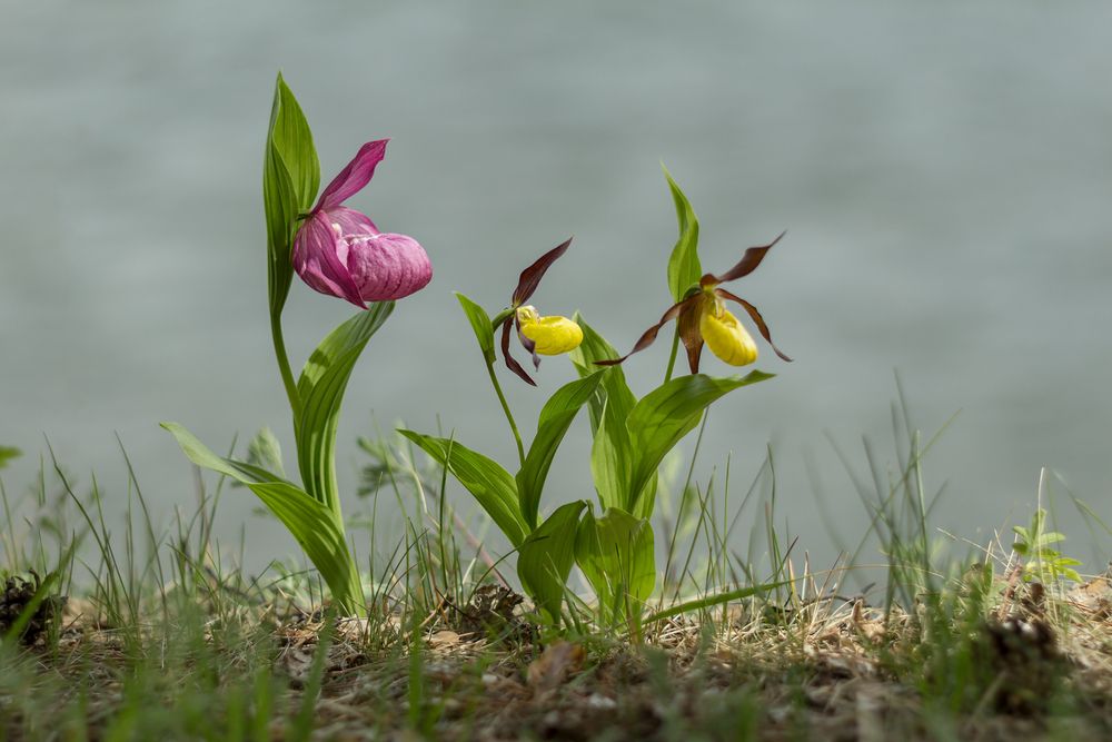 Photograph by Koledova Irina