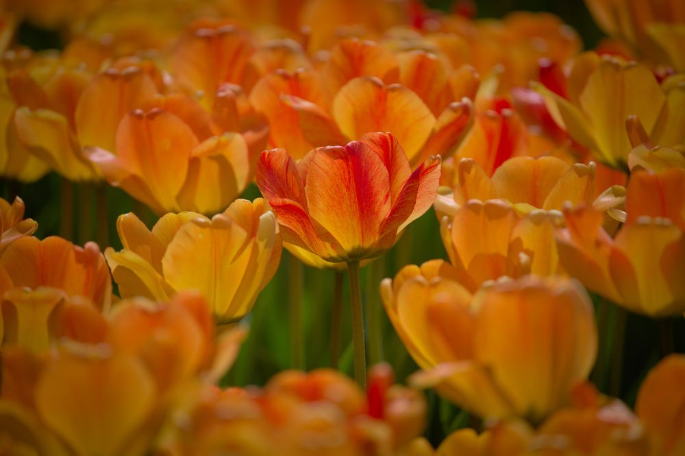 Photograph by John Doe