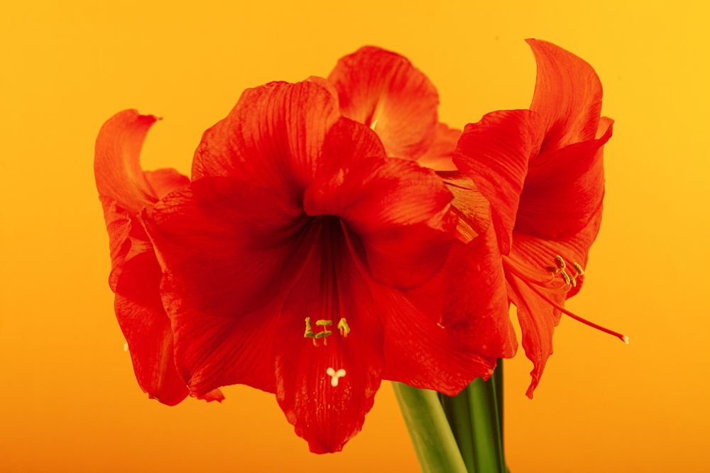 Фотография автора Elena Dementova