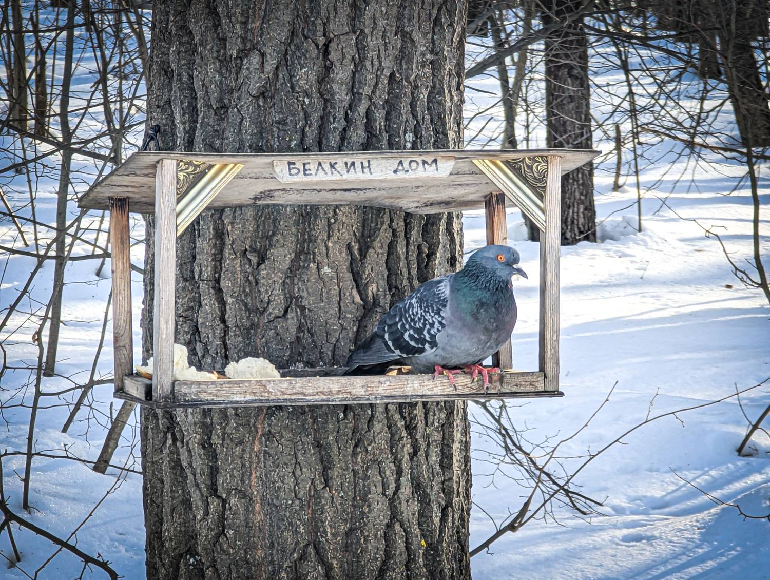 Photo #13440081