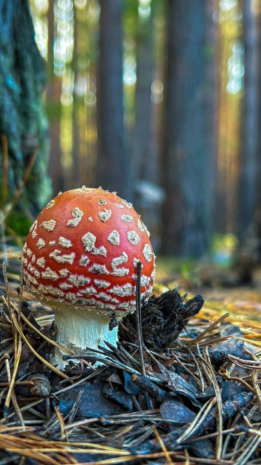 Мухомор в лесу