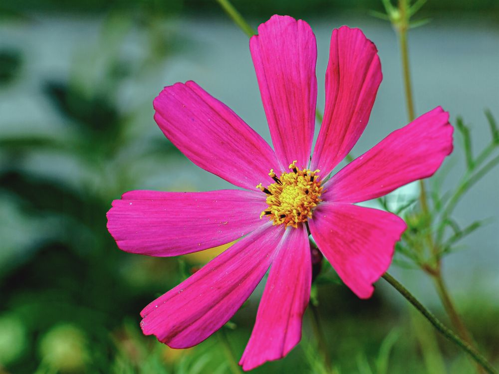 Цветок космеи