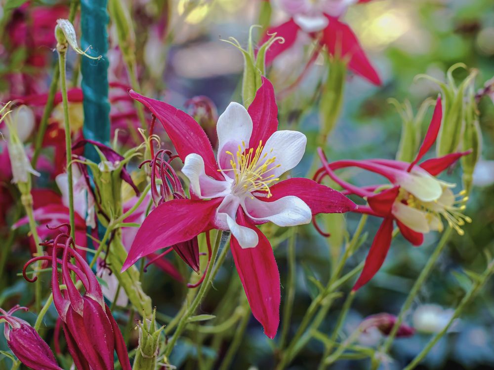 Цветок в полисаднике
