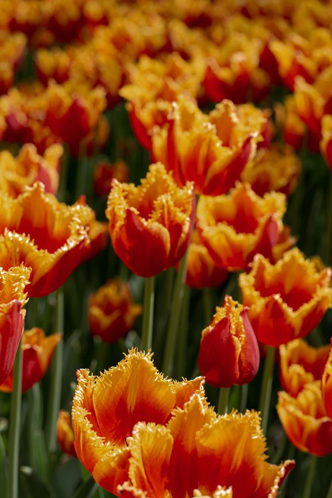 Фотография автора KattyFox