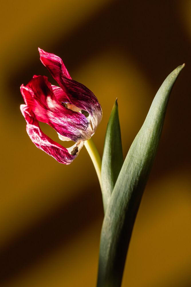 Фотография автора Войнов Дмитрий