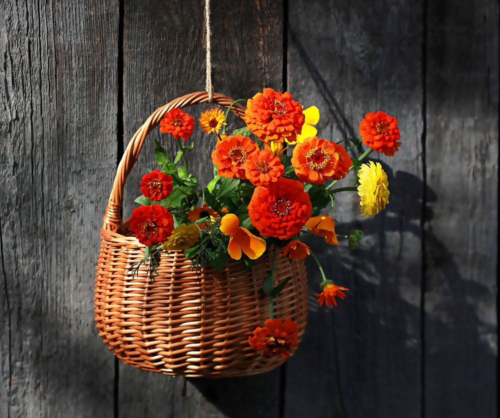 Лето в лукошке