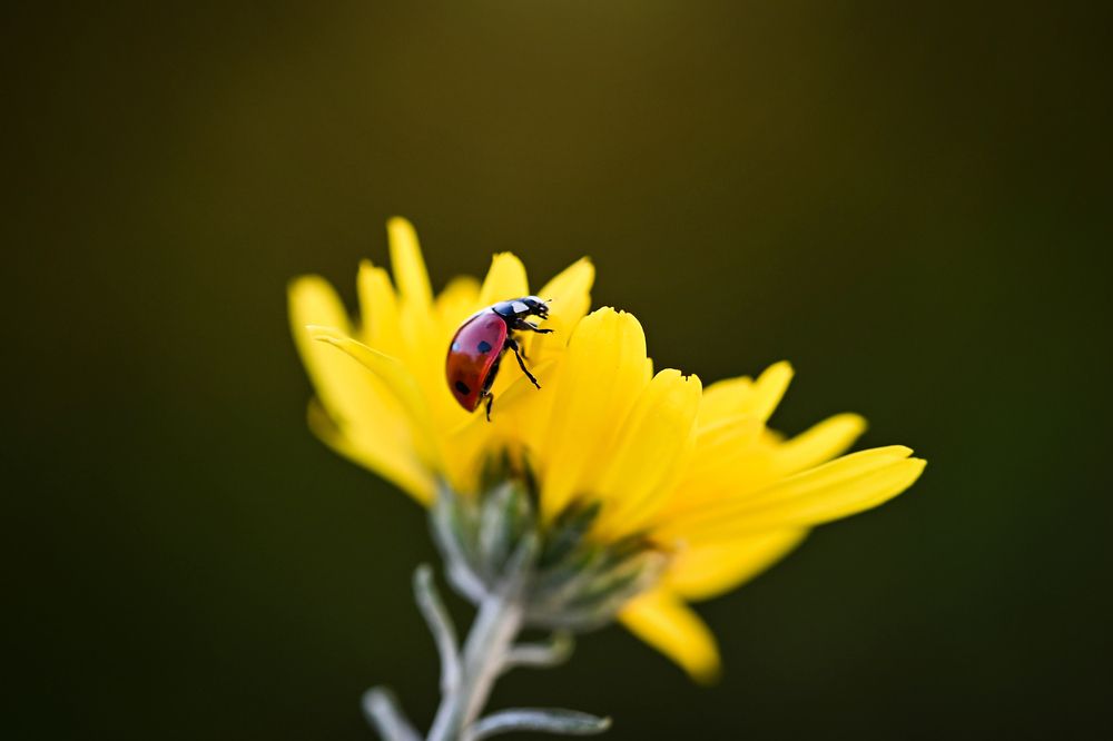 Photograph by Нели Арнаудова