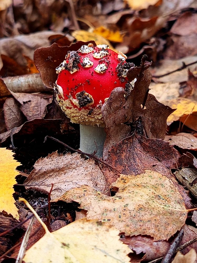 Photograph by Jindřiška Kučerová