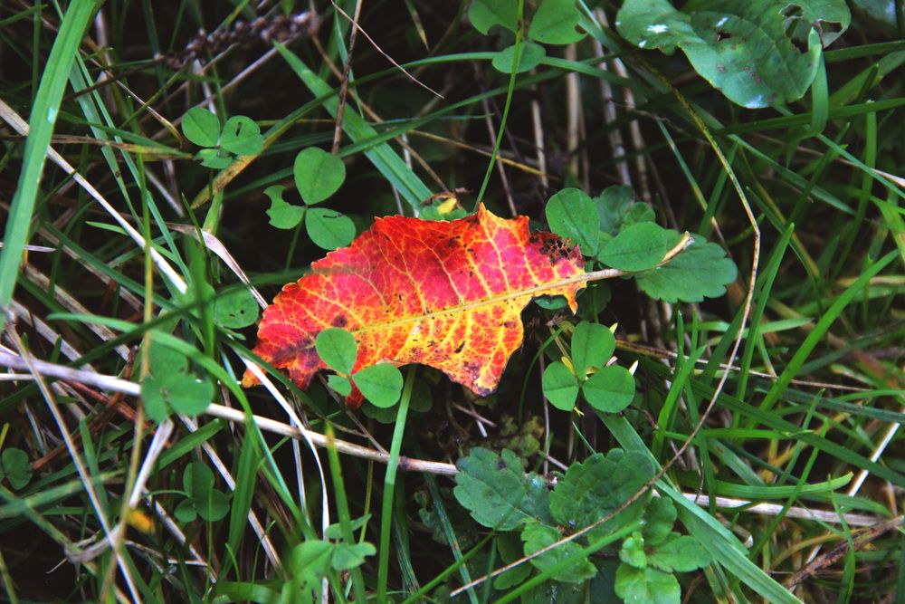 Photograph by Полина Овчинникова