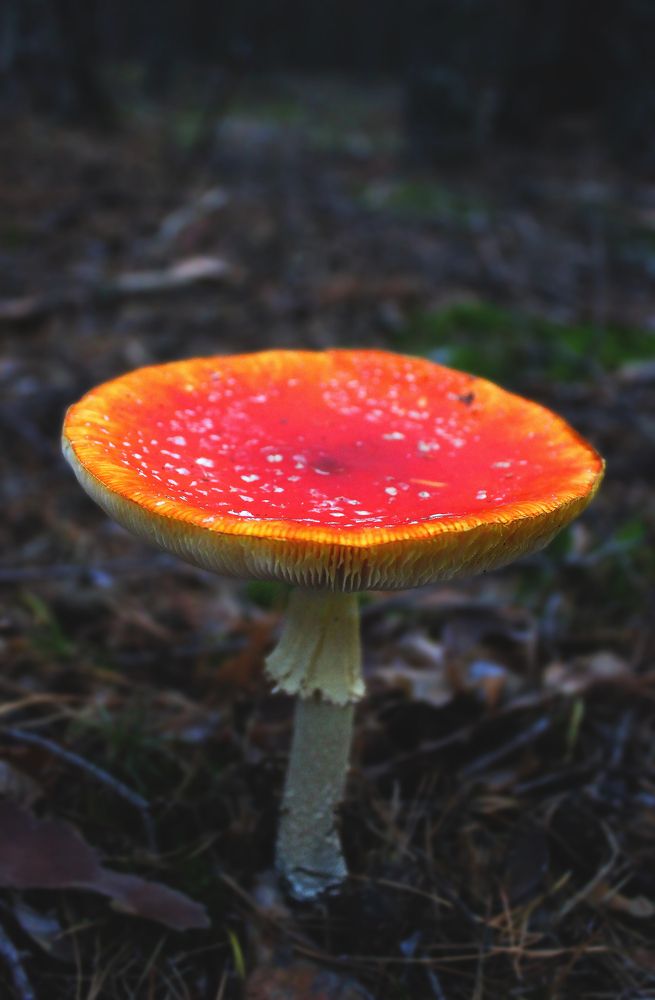 Photograph by Полина Овчинникова