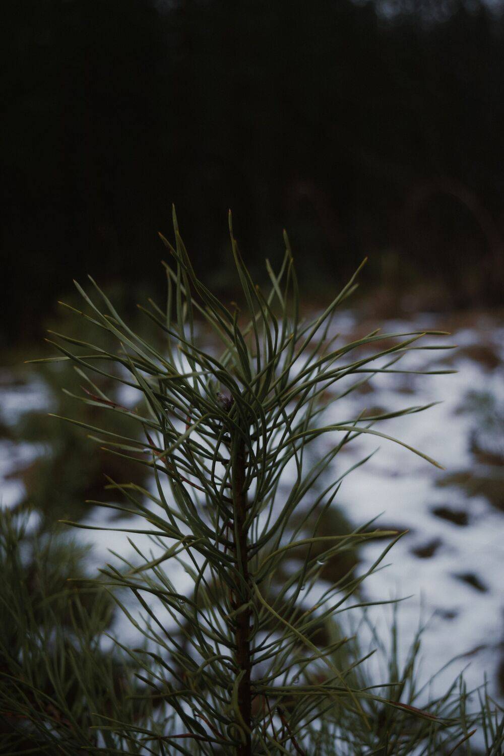 Сосна обыкновенная