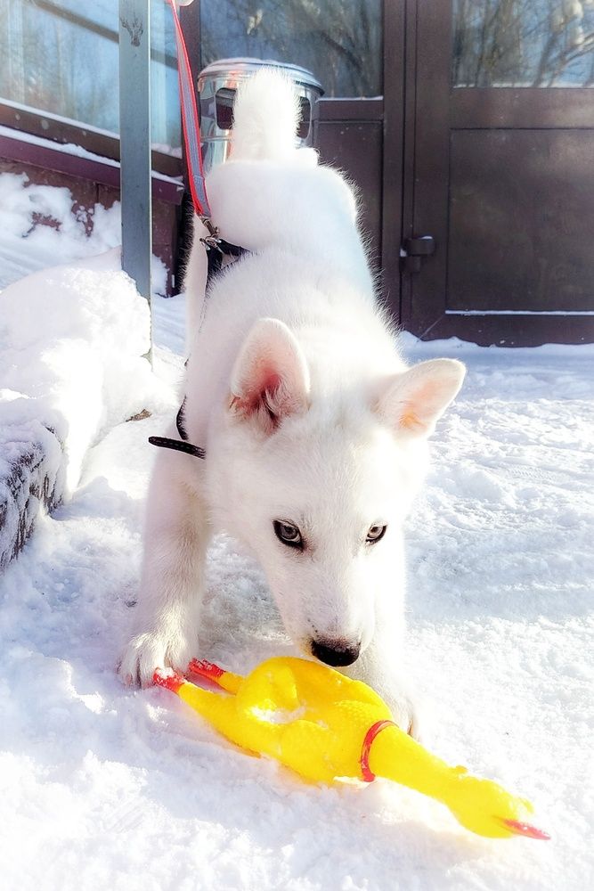 Photograph by G Shish