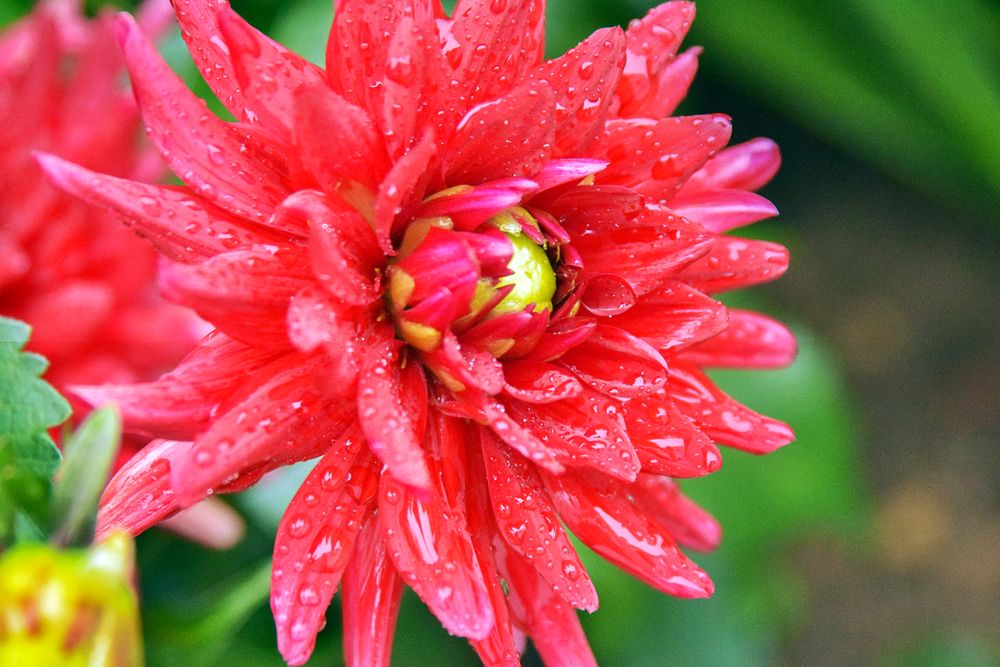 Photograph by Дария Ризниченко