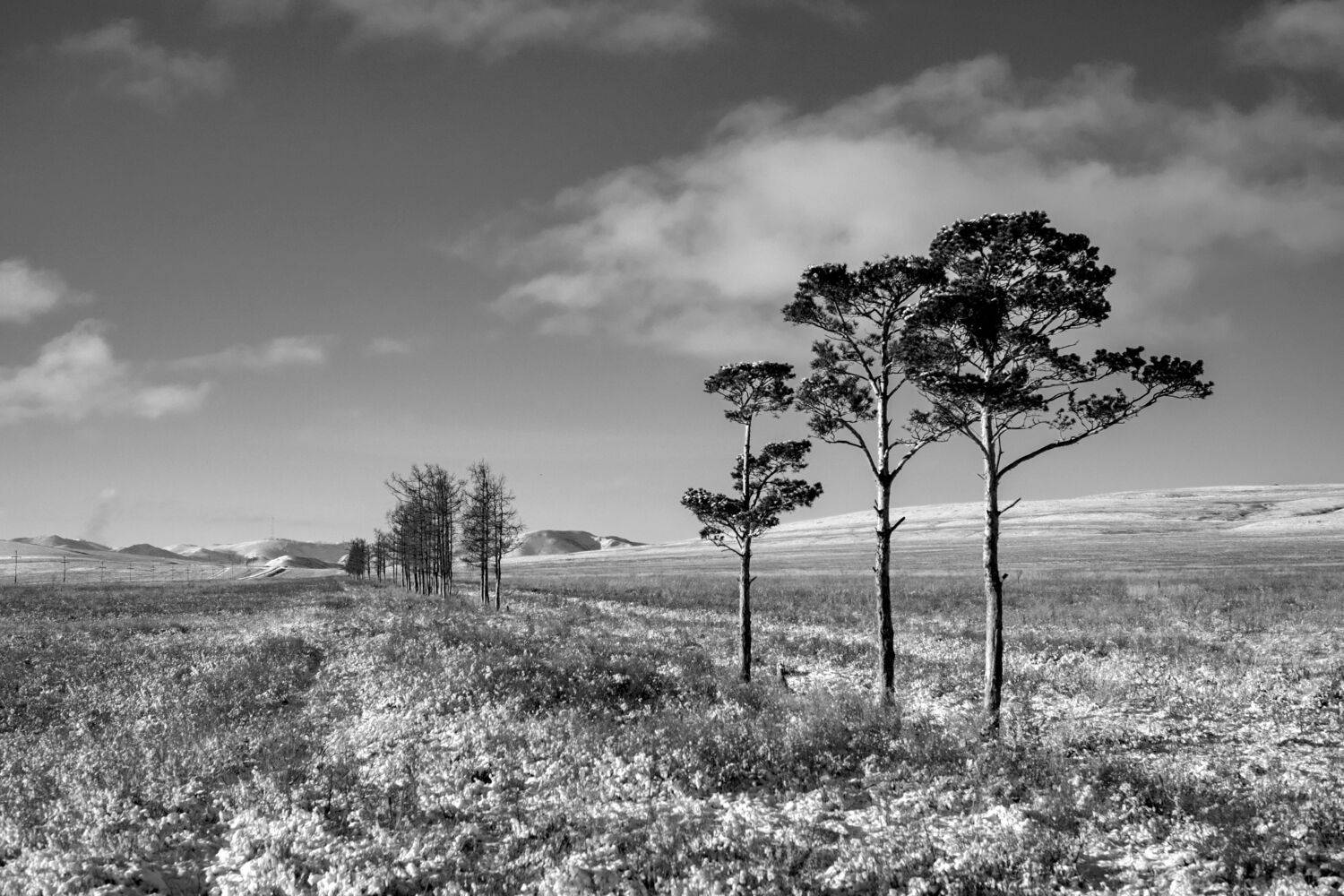Три дерева в Хакасской степи.
