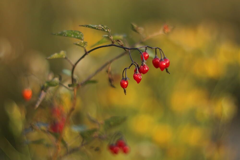 Photograph by Елена