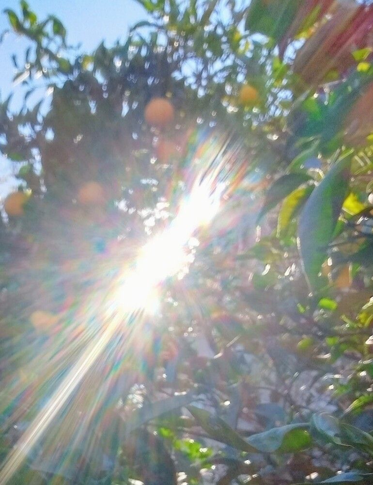 Arbol frutal en caída del sol.