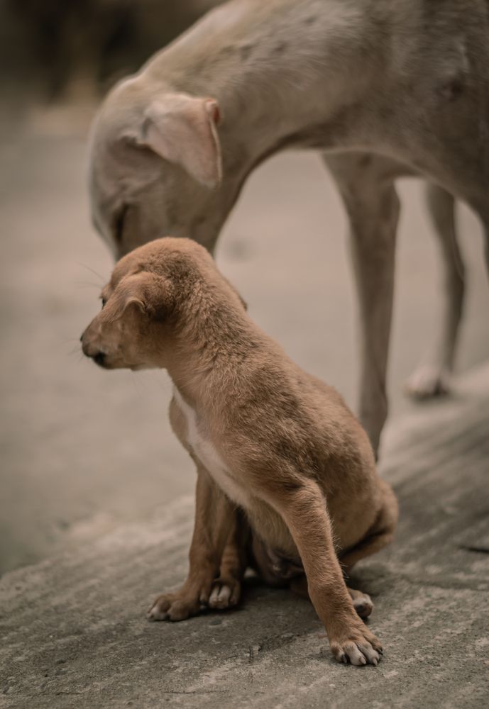 Photograph by SUHAS MANDAL