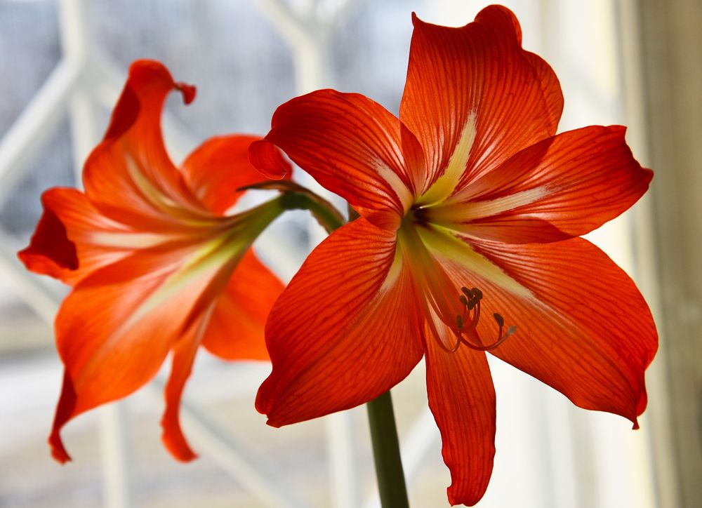 В королевских цветах