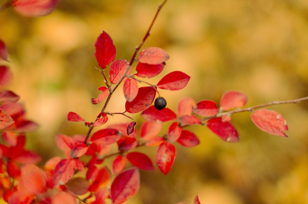 Photograph by Светлана Кудянова
