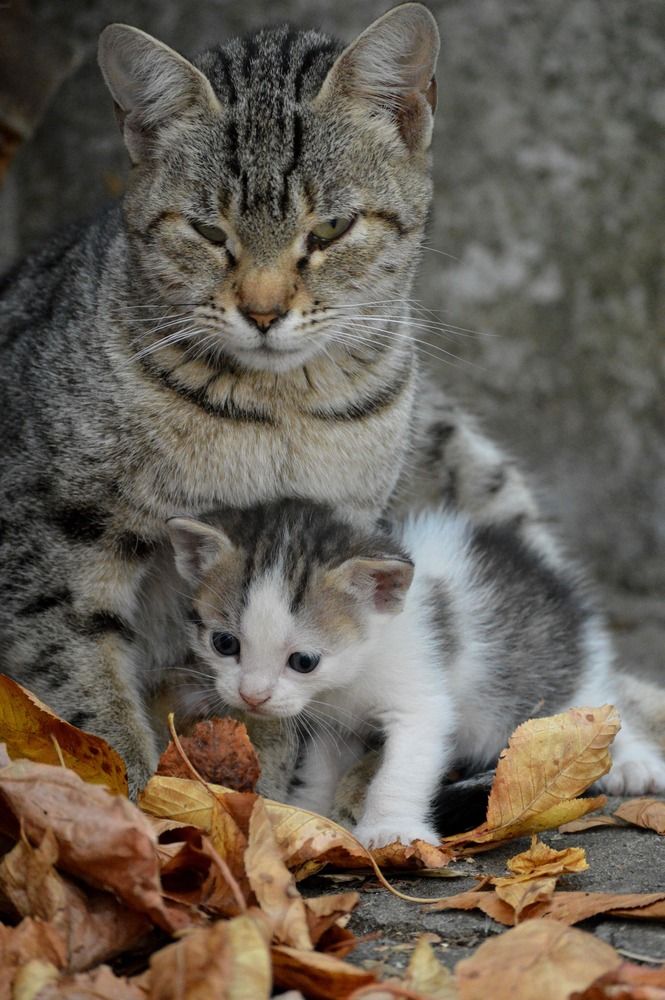 Фотография автора Olja Simovic